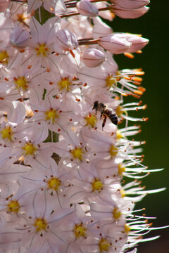Eremurus himalaicus close-up with a bee collecting nectar from flowers.