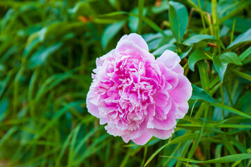 Pink double peony in the garden