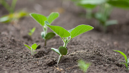 A delicate fragile soybean sprout in the field stretches towards the sun. Agricultural crops in the open field. Selective focus.