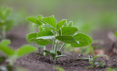 Sprout of sprouting soybeans in the soil.