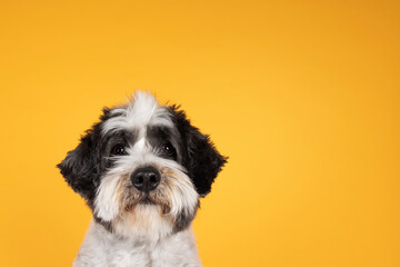 Head shot of Cute little mixed breed Boomer dog, sitting up facing front. Looking towards camera with friendly brown eyes. Isolated on yellow orange background. Mouth closed. - obrazy, fototapety, plakaty