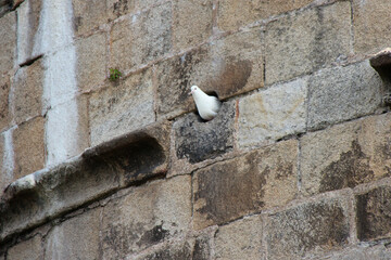 white dove in france