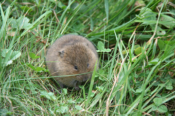vole in france