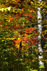 Autumn leaves 1 - Quebec
