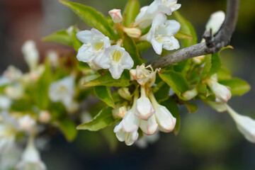 Weigela Snowflake