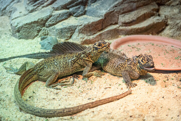 lizard on the rock