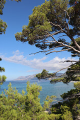 Fototapeta na wymiar Pine tree over the sea on a sunny day on the seashore, Croatia