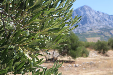 Green olives on a branch of an olive tree against the backdrop of mountains and a blue sky, Croatia