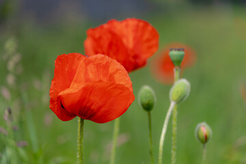 Fototapeta na wymiar Selective focus of Papaver somniferum in spring, Commonly known as the opium poppy or breadseed poppy, Red orange flowers in the garden with green grass as background, Nature floral background.