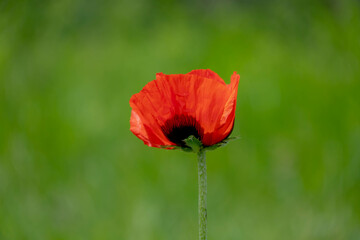 Selective focus of Papaver somniferum in spring, Commonly known as the opium poppy or breadseed poppy, Red orange flowers in the garden with green grass as background, Nature floral background.