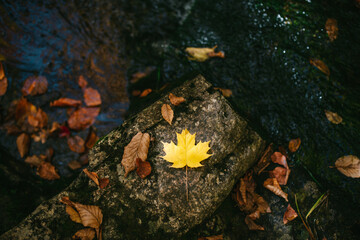 Withered leaf in rocky river water in autumn