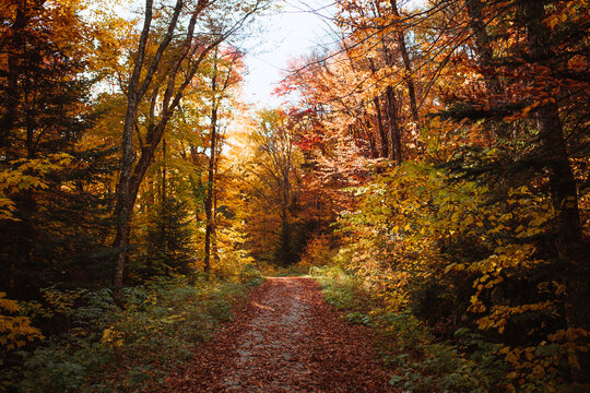 Forest trees with yellow leaves - Powered by Adobe