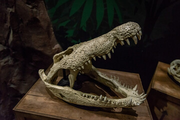 crocodile head bone