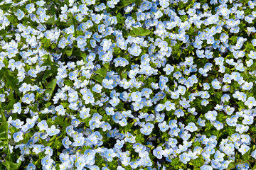 Background of wild meadow flowers, blue primroses.