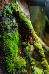 green moss on a rock