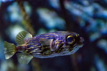 Obraz premium fish in aquarium