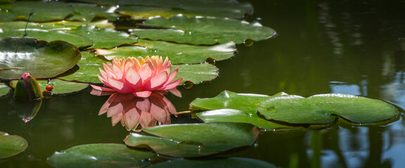 Magic big bright pink water lily or lotus flower Perry's Orange Sunset in pond. Nymphaea reflected...