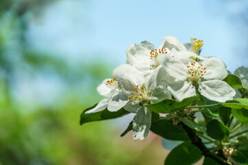 Blossoming very old apple tree against the blue spring sky. Close-up white apple flowers. Selective focus. Nature concept for design. There is place for your text