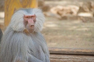 The hamadryas baboon, Papio hamadryas is a species of baboon, being native to the Horn of Africa and the southwestern tip of the Arabian Peninsula. High quality photo