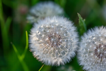 Beautiful white dandelion flowers close-up