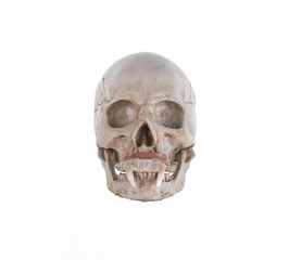 vampire skull isolated on white background