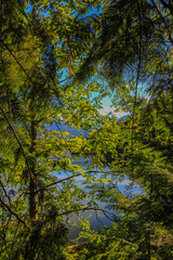 Through the leaves