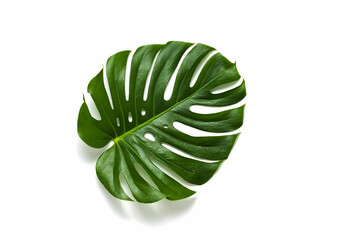 Green monstera tropical leaf on white background top view
