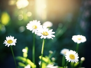 white daisies at sunset on a blurred background