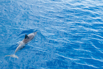 Dolphin Swim in the Sea Environment Guam Cruises Relax Background Material Wildlife on the surface of the sea　イルカが泳ぐ海のイメージ　環境　グアムのクルーズ　リラックス　背景素材　海面の野生動物