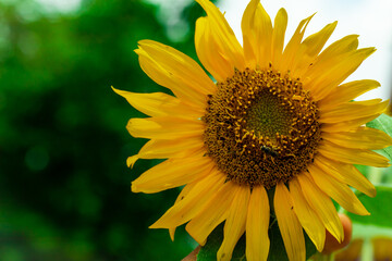 yellow sunflower in the meadow