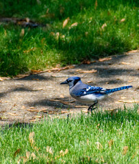 blue jay in the grass