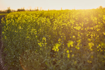 Spring sunny rapeseed field at sunset. Bio Plant. Natural background. Bokeh on foreground. Cultivated mainly for its oil-rich seed, which naturally contains appreciable amounts of erucic acid.
