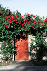 Old window with beautiful bush of red roses flowers surrounds the entrance.
