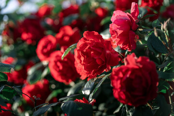 Blur background of beautiful bush of red roses flowers for your design project. Beautiful floral background.