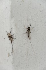 Ephemeroptera and the skin on the wall of the house. Slovakia