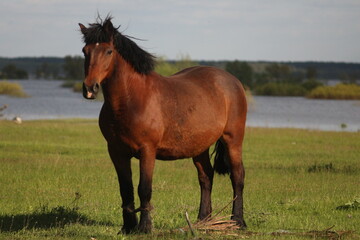 Obraz premium Spring Flood On The Desna River. Mezynsky National Nature Park, Chernihiv Region, Ukraine