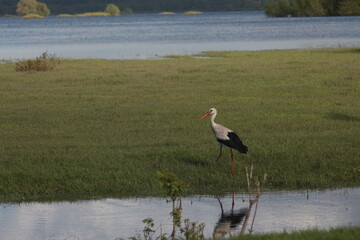 Spring Flood On The Desna River. Mezynsky National Nature Park, Chernihiv Region, Ukraine