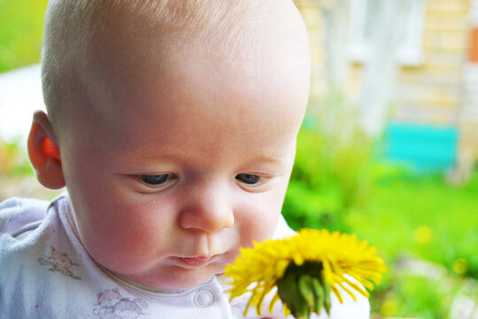 A kid looks at a yellow dandelion flower outdoors on a summer day on a natural background