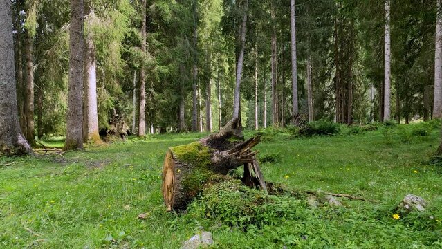 Alpine Landscape in the Dolomites Forest.