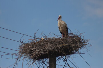Spring Flood On The Desna River. Mezynsky National Nature Park, Chernihiv Region, Ukraine