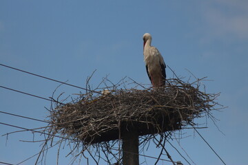 Spring Flood On The Desna River. Mezynsky National Nature Park, Chernihiv Region, Ukraine
