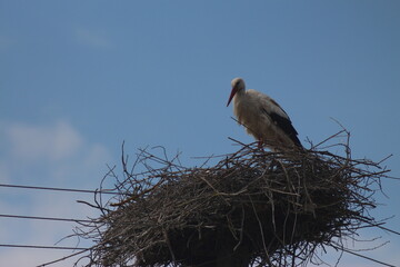 Spring Flood On The Desna River. Mezynsky National Nature Park, Chernihiv Region, Ukraine