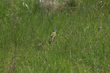 Spring Flood On The Desna River. Mezynsky National Nature Park, Chernihiv Region, Ukraine