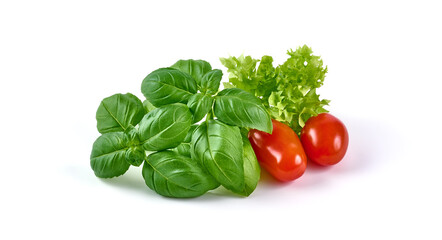 Basil leaves with lettuce, isolated on white background.