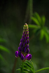 Blooming purple Lupine flower - Lupinus polyphyllus fodder plant growing in spring garden. Violet lilac blossom green leaves meadow Postcard botanical poster background wildflower wallpaper dark moody