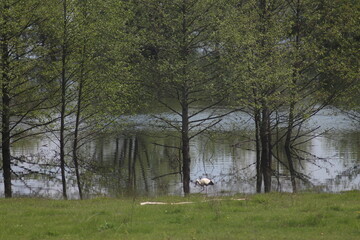 Spring Flood On The Desna River. Mezynsky National Nature Park, Chernihiv Region, Ukraine