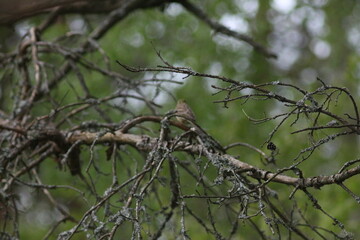 Spring Flood On The Desna River. Mezynsky National Nature Park, Chernihiv Region, Ukraine