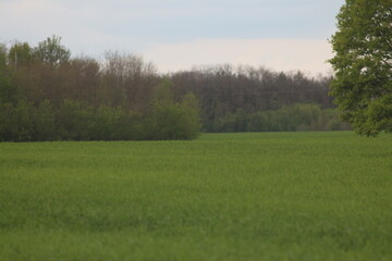 Spring Flood On The Desna River. Mezynsky National Nature Park, Chernihiv Region, Ukraine
