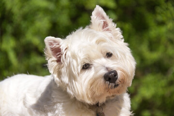 West highland white terrier dog face on green background