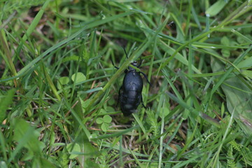 Spring Flood On The Desna River. Mezynsky National Nature Park, Chernihiv Region, Ukraine